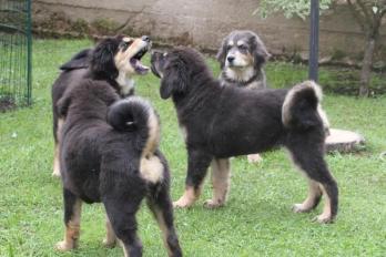 продажа щенков тибетского мастифа